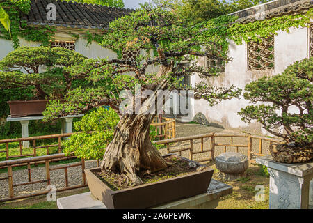 Bonsai arbre dans le Jardin Liu à Suzhou Banque D'Images