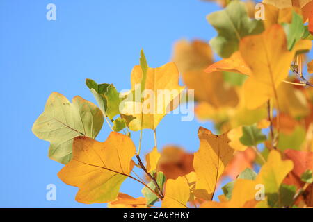 Les feuilles d'automne sur l'arbre, ciel bleu en arrière-plan Banque D'Images