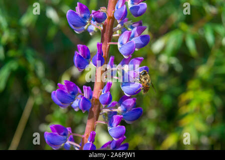 Close up of Bumble bee gathering nectar de fleurs de lupin au printemps, en Californie Banque D'Images