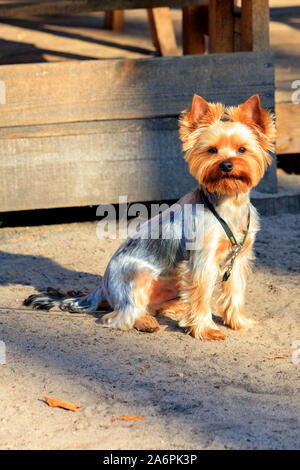 Peu drôle yorkshire terrier est assis dans la cour dans les rayons du soleil et regarde autour de lui avec des yeux curieux, avec copie espace verticale de l'image. Banque D'Images