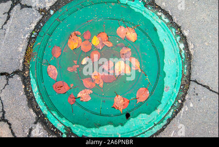 Les feuilles d'automne jaune et orange dans une flaque d'eau sur un trou de couverture verte, l'Asphalte fissuré autour. Banque D'Images