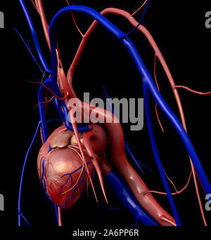 Modèle coeur, coeur plein chemin de détourage inclus, coeur de l'homme pour l'étude médicale, les droits de l'anatomie cardiaque Banque D'Images