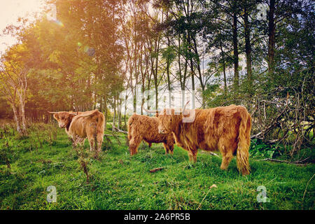 Highland cattle ou Kyloe au pâturage, Waldfeucht, Rhénanie du Nord-Westphalie, Allemagne Banque D'Images