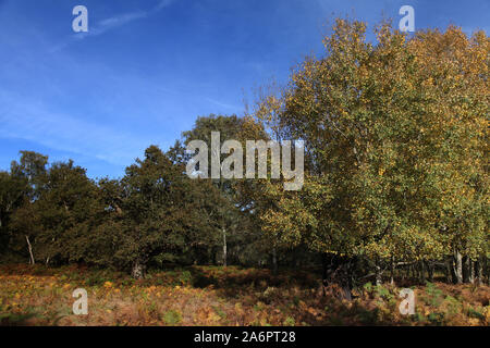 Woodland Scene of Ashtead Common, ancienne zone boisée britannique à Surrey, Royaume-Uni, 2019 avec espace de copie Banque D'Images