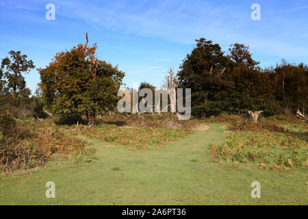 Ashtead Common, ancienne zone boisée britannique à Surrey, Royaume-Uni, 2019 avec espace de copie Banque D'Images