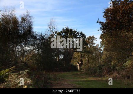 Ashtead Common, ancienne zone boisée britannique à Surrey, Royaume-Uni, 2019 Banque D'Images