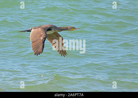 Le cormoran pygmée (phalacrocorax pygmaeus Syn pygmeus Trogon) est un membre de la famille Phalacrocoracidés d'oiseaux marins. Il se reproduit dans le sud-est Banque D'Images