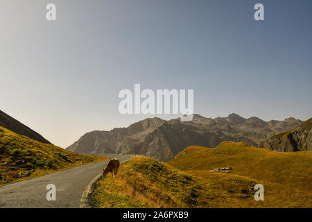 Vue sur un paysage de montagne dans les Alpes italiennes avec une vache paissant dans un pâturage traversé par la route menant à Colle dell'Agnello, Piémont, Italie Banque D'Images