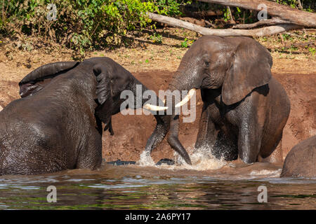 Les éléphants d'Afrique (Loxodonta africana) à la rivière Chobe, au nord du Botswana, l'Afrique. Deux jeunes éléphants bull fighting sur la rive. Banque D'Images