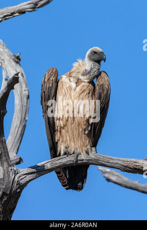 Cape (Gyps coprotheres) dans le Parc National de Chobe au Botswana, l'Afrique. Banque D'Images