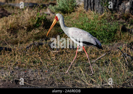 Un jeune Yellowbilled Stork (Mycteria ibis) dans le Delta de l'Okavango au Botswana, l'Afrique. Banque D'Images