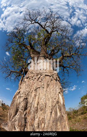 Baobab (Adansonia digitata) dans le Delta de l'Okavango au Botswana, l'Afrique. Banque D'Images