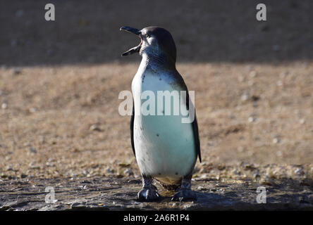 Humboldt Penguin regardant à gauche appelant avec son bec ouvert Banque D'Images