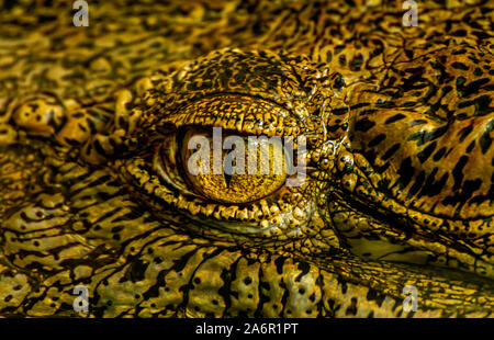 Yeux de reptile Banque D'Images