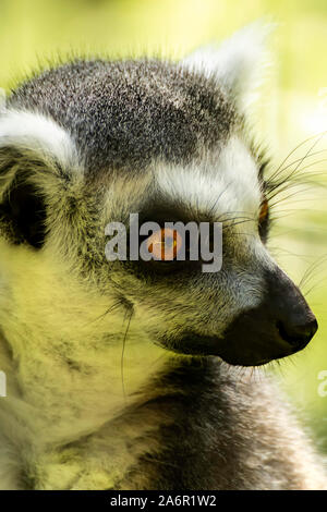 Ring-Tailed lémuriens dans le Zoo de Paignton. Devon, Royaume-Uni. Banque D'Images