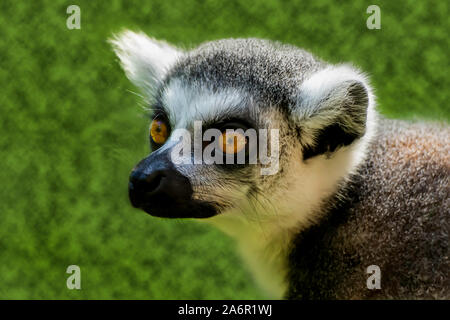 Ring-Tailed lémuriens dans le Zoo de Paignton. Devon, Royaume-Uni. Banque D'Images