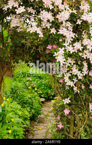 Clematis montana 'Mayleen' avec des masses de fleurs roses grimpant sur une treille ou pergola de jardin Banque D'Images