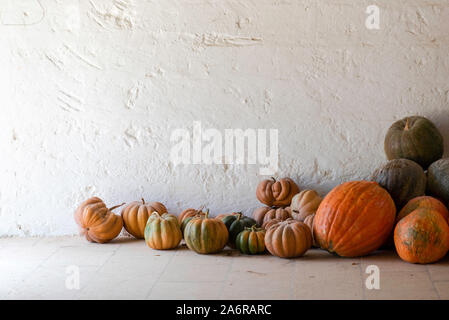 Variété de citrouilles, courges comestibles pour la cuisson et la courge Halloween Banque D'Images