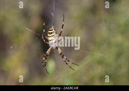 Spider Argiope bruennichi (WASP) Banque D'Images