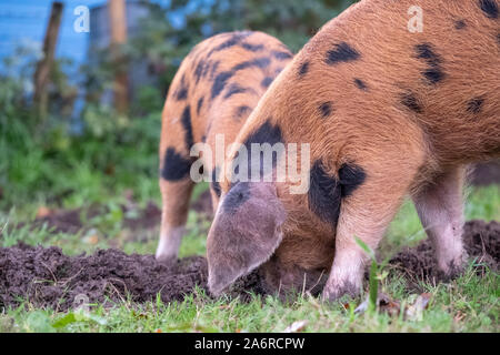 Oxford Sandy et noir des porcs dans la New Forest, Hampshire, Royaume-Uni. Au cours de saison pannage en automne, les porcs sont libérés dans la forêt pour manger des glands. Banque D'Images