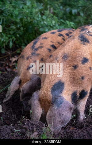 Oxford Sandy et noir des porcs dans la New Forest, Hampshire, Royaume-Uni. Au cours de la saison de pannage en automne, les porcs sont libérés dans la forêt pour manger des glands. Banque D'Images