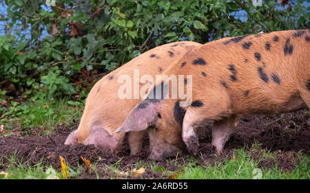 Oxford Sandy et noir des porcs dans la New Forest, Hampshire, Royaume-Uni. Au cours de saison pannage en automne, les porcs sont libérés dans la forêt pour manger des glands. Banque D'Images