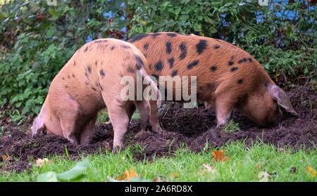 Oxford Sandy et noir des porcs dans la New Forest, Hampshire, Royaume-Uni. Au cours de saison pannage en automne, les porcs sont libérés dans la forêt pour manger des glands. Banque D'Images