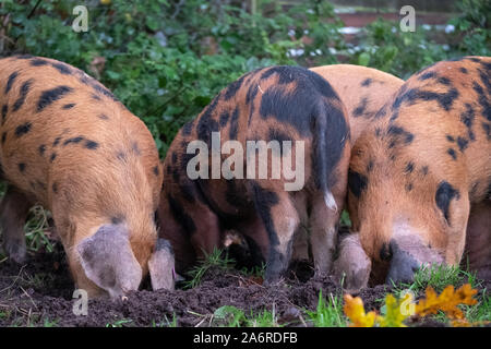 Oxford Sandy et noir des porcs dans la New Forest, Hampshire, Royaume-Uni. Au cours de saison pannage en automne, les porcs sont libérés dans la forêt pour manger des glands. Banque D'Images