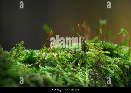 Close up photo de mousse de forêt de plus en plus humide sur la vieille branche, capturé en forêt profonde de la Lituanie au cours de saison d'automne. Banque D'Images