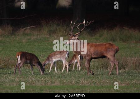 Grand Cerf des Red Deer (Cervus elaphus) à Dülmen, Allemagne Banque D'Images