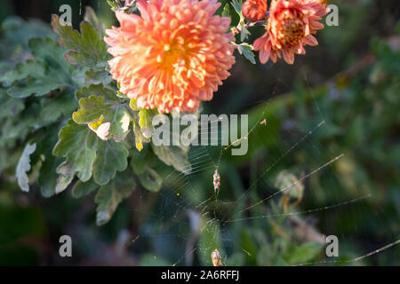 Spider web sur les chrysanthèmes qui brille au soleil. Banque D'Images