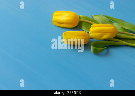 Trois tulipes jaunes fraîches sur un fond de bois bleu. Un petit bouquet de fleurs de printemps, l'espace de copie. Banque D'Images