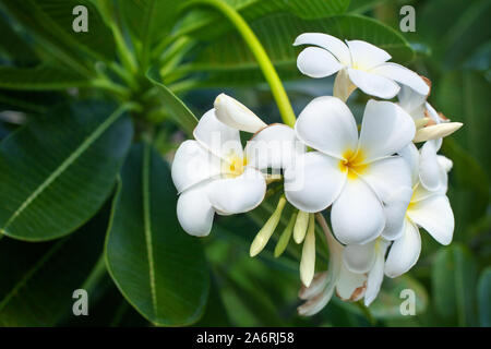 Blanc et jaune plumeria flowers bunch blossom closeup vert feuilles floue fond flou, fleurs de frangipanier, fleur exotique Banque D'Images