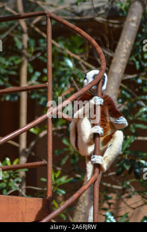 Des lémuriens de Madagascar dont le nom est Propithèque de coquerel ou Propithecus. Banque D'Images