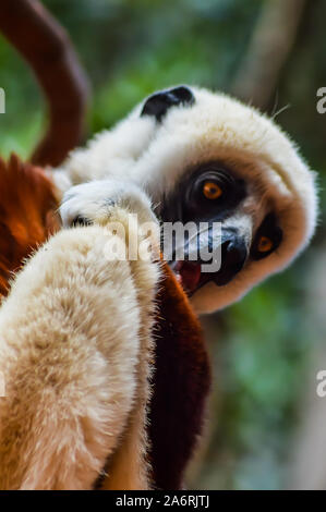 Des lémuriens de Madagascar dont le nom est Propithèque de coquerel ou Propithecus. Banque D'Images