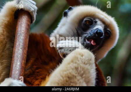 Des lémuriens de Madagascar dont le nom est Propithèque de coquerel ou Propithecus. Banque D'Images