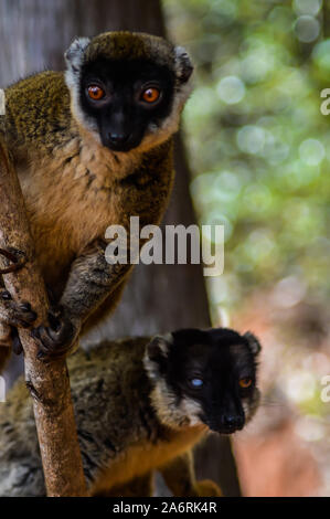 Un couple de lémuriens de Madagascar dont le nom est lémurien brun ou sauvage ou lémurien maki brun qui est perché sur une branche d'un arbre. Banque D'Images