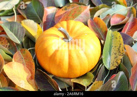 La photo montre dans les feuilles de citrouille à l'automne Banque D'Images