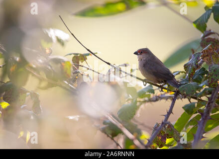 Common waxbill (Bico-de-lacre-comum), d'oiseaux sauvages dans un champ, Braga, Portugal. Banque D'Images