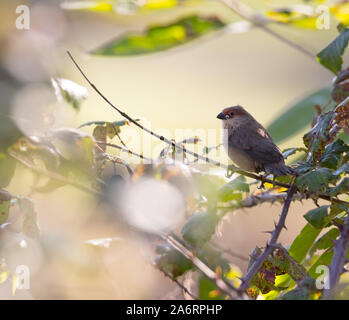 Common waxbill (Bico-de-lacre-comum), d'oiseaux sauvages dans un champ, Braga, Portugal. Banque D'Images