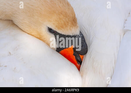 Cygne muet, Cygnus olor, avec bec sous les ailes au repos. Grand Canal, Dublin, Irlande. Femelle adulte avec stylo plumes blanches et bec orange Banque D'Images