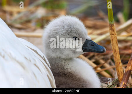 Muet cygnet poussin, Cygnus olor, se penche contre la plume de la mère. Grand Canal, Dublin, Irlande. Joli petit cygne doux en plumes de duvet Banque D'Images