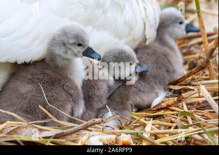 Cygnes cygnes bébé poussins, Cygnus olor, sous l'aile de la mère, en nid au Grand Canal, Dublin, Irlande. Se câliner à côté de la mère Banque D'Images