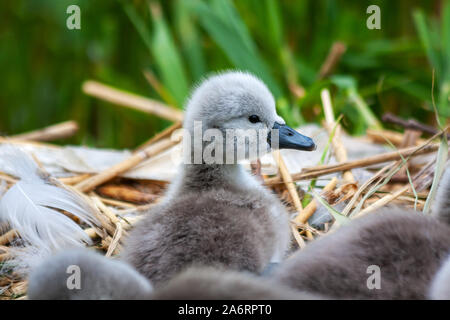 Muet cygnet poussin, Cygnus olor, sur nid au Grand Canal, Dublin, Irlande. Petit cygne avec roseaux verts en arrière-plan Banque D'Images