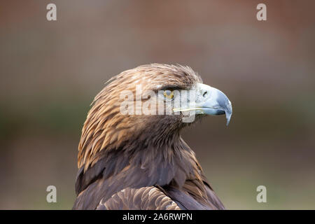 Portrait d'un Aigle royal Aquila chrysaetos captif avec un puissant loi contre un arrière-plan propre Banque D'Images