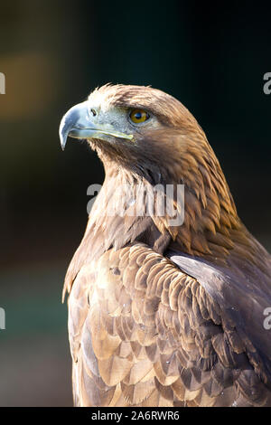 Portrait d'un Aigle royal Aquila chrysaetos captif avec un puissant loi contre un arrière-plan propre Banque D'Images