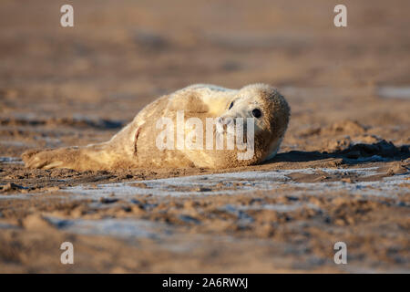 Bébé phoque gris de l'Atlantique Halichoerus grypus avec fourrure blanc moelleux caractéristique recouvert de sable de plage au Donna Nook dans le Lincolnshire, en Angleterre. Banque D'Images