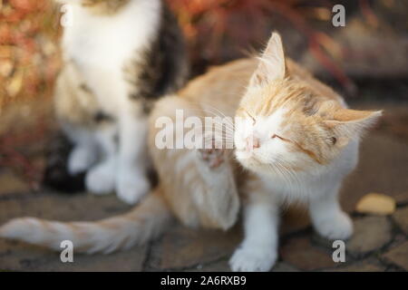 Ginger kitten rayures patte derrière l'oreille, closeup portrait en extérieur. Les puces et les tiques chez les animaux domestiques Banque D'Images