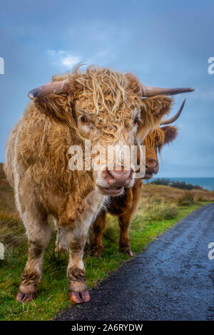 Vache highland câlin sur route et looking at camera.Farm animal.L'agriculture dans l'Écosse rurale.vives et éclatantes image de vache adorable.Dome Banque D'Images