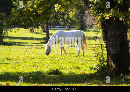 White Horse stud Banque D'Images